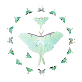 Moth and Myth | 'Snowmoon' Micro Luna Moth Collection