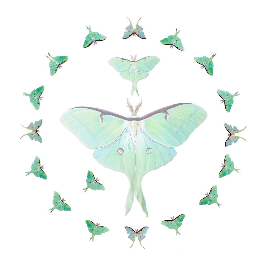 'Snowmoon' Micro Luna Moth Collection – Indie South