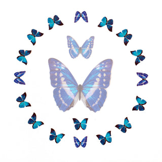 Moth and Myth | 'Cerulean' Micro Morpho Butterfly Collection