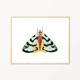 Snoogs & Wilde Art | Moth #11 ~ Art Print