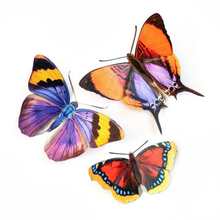 Moth and Myth | "Sunrise" Butterfly Set