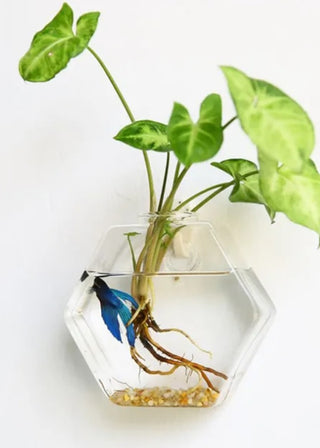 Indie South | Hanging Glass Terrarium