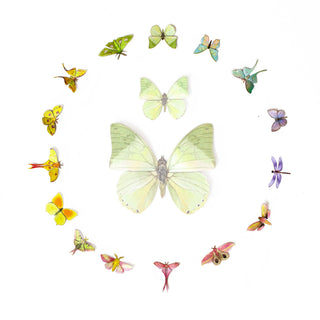 Moth and Myth | ’Utopia' Micro Moth & Butterfly Collection