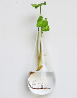 Hanging Glass Terrarium