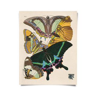 Vintage Seguy Butterfly 8 Print