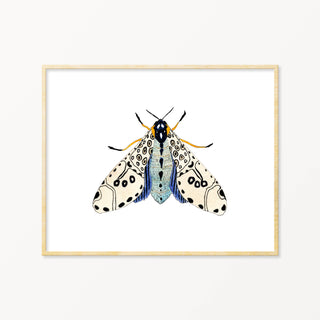 Snoogs & Wilde Art | Moth #6 ~ 8x10 Art Print