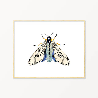 Moth #6 ~ 8x10 Art Print