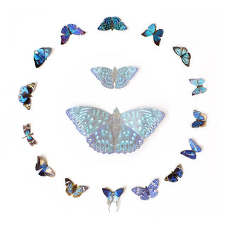 Moth and Myth | ’Galaxy' Micro Moth & Butterfly Collection