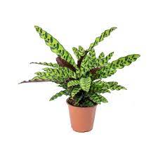 Lancifolia Rattlesnake Plant