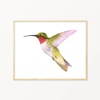 Snoogs & Wilde Art | Ruby-Throated Hummingbird ~ Art Print